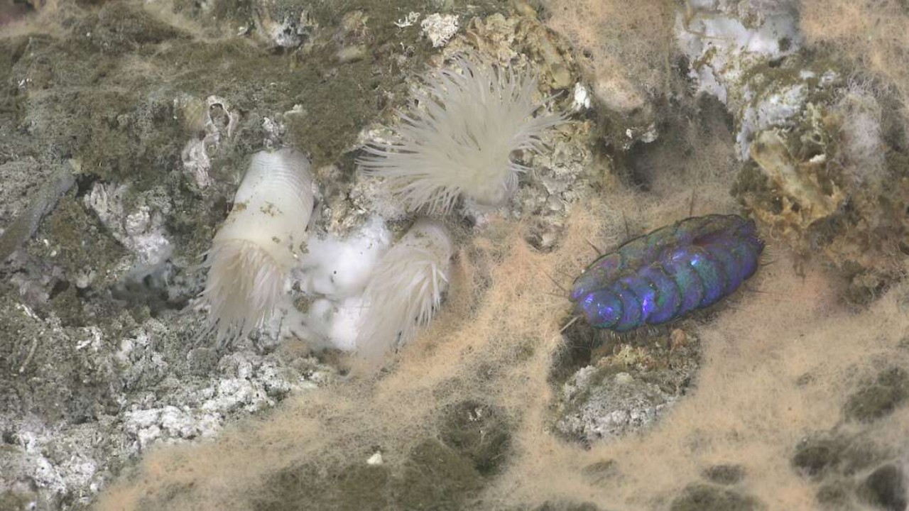 Zagadkowe odkrycie na dnie oceanu. Naukowcy natrafili na 6 nigdy wcześniej niewidzianych gatunków zwierząt
